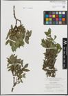 Foto von Salix hastata L.